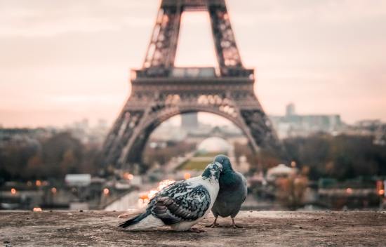 Image of the Eiffel Tower with two pigeons in the foreground