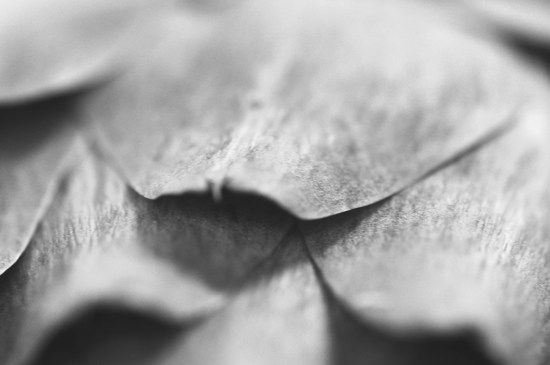 artichoke Abel and Cole artichoke