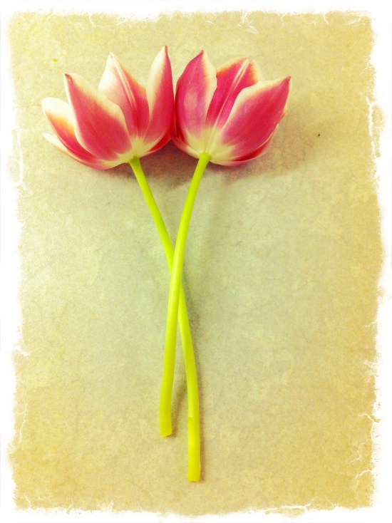 spring flowers pink spring flowers