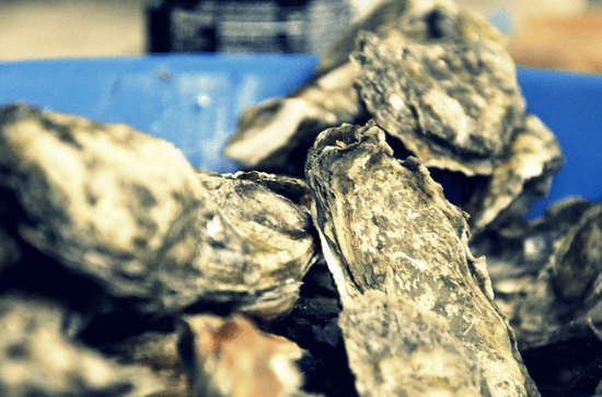 steamed oysters