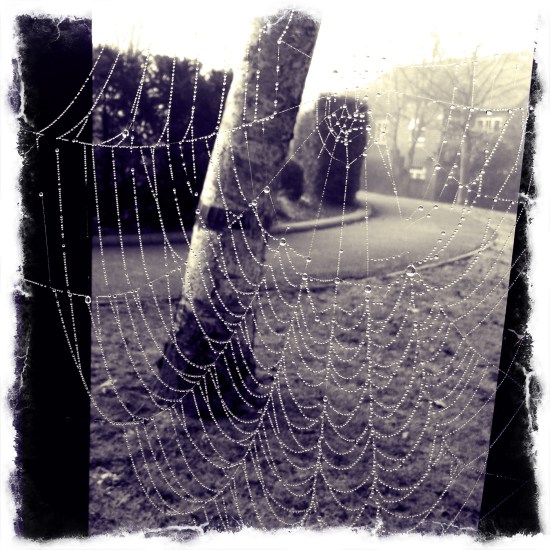 dew drops on a spiders web