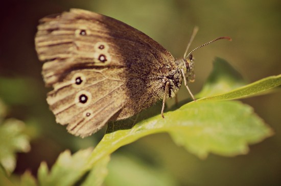 butterfly macro photography butterfly