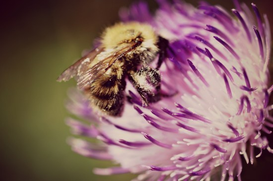 macro photography bee