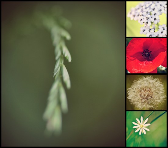 macro photography flowers