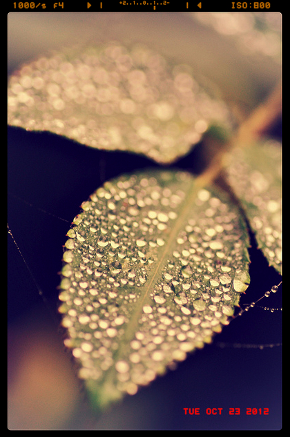 macro photography raindrops