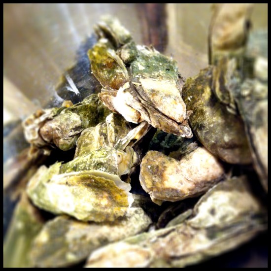 steamed oysters