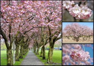 cherry blossom Meadows Edinburgh