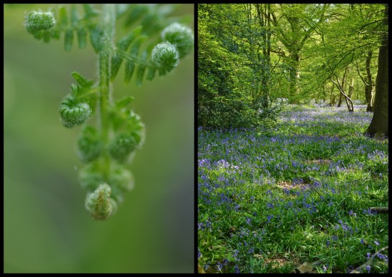 Bluebells in Hertfordshire