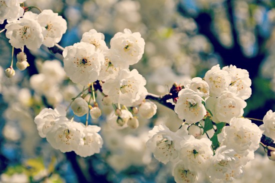 white blossoming tree