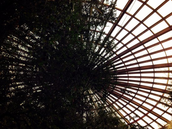 Forestry Tasmania indoor forest