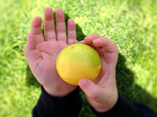 A lemon tree in our garden