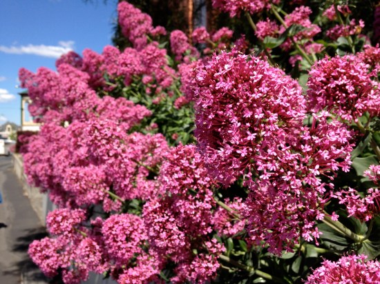 spring flowers Hobart Tasmania