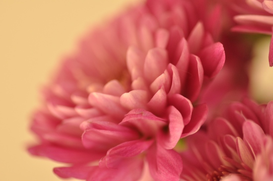 macro photography pink flower