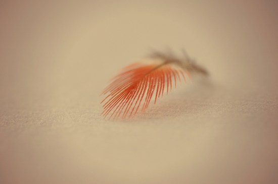 red and grey feather macro photography