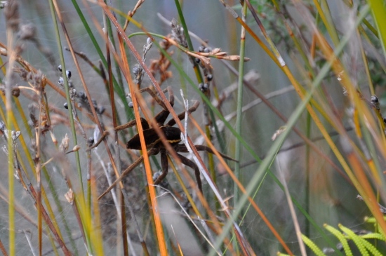 Water Spider brunt island tasmania