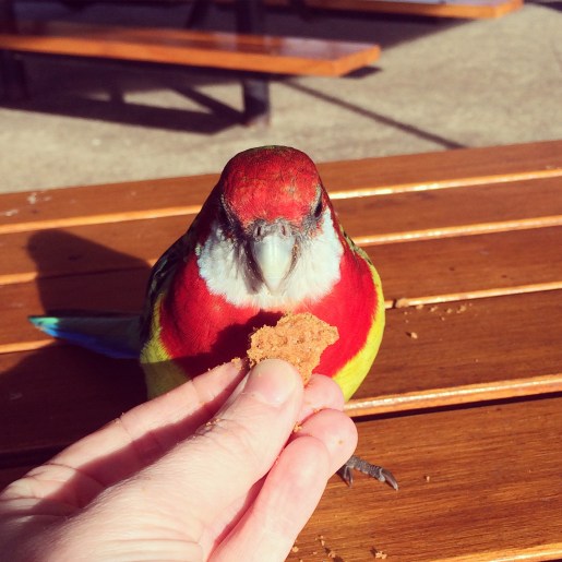 eastern rosella tasmania