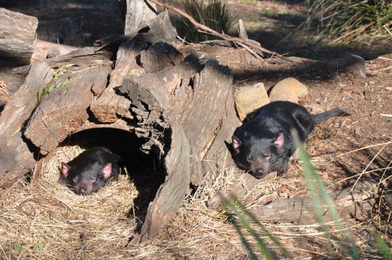 Two sleeping Tasmanian devils at Bonorong Wildlife Sanctuary in Tasmania