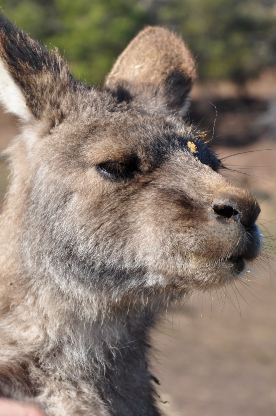 A close-up shot of a kangaroo at Bonorong Wildlife Sanctuary in Tasmania
