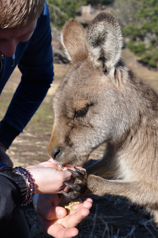 A figure hand-feeding a kangaroo at Bonorong Wildlife Sanctuary in Tasmania