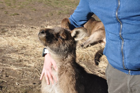 A figure patting a kangaroo at Bonorong Wildlife Sanctuary in Tasmania