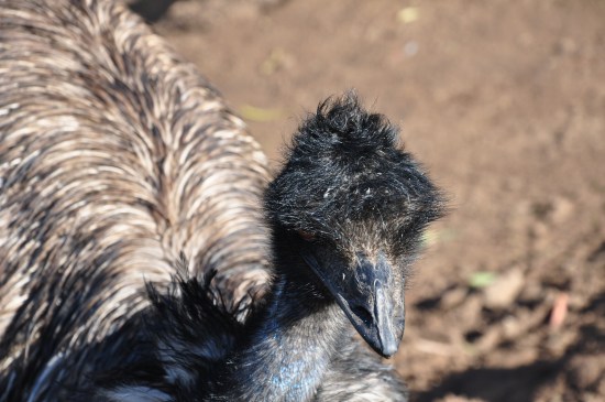 An emu at Bonorong Wildlife Sanctuary in Tasmania