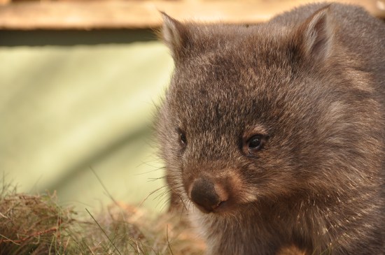 A wombat at Bonorong Wildlife Sanctuary in Tasmania