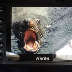 Photograph of seal Tasmania