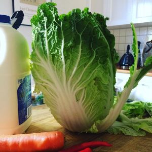 Chinese cabbage