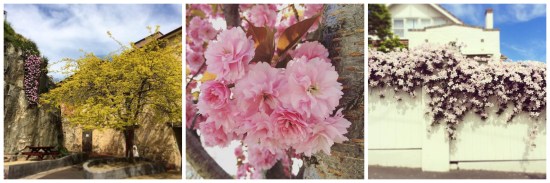 Spring in Tasmania collage of blossom and blooms