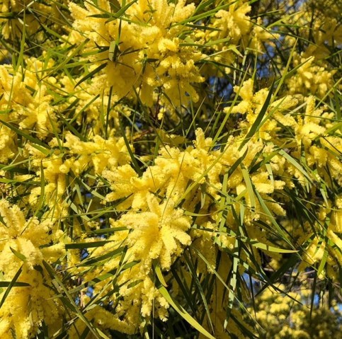 golden wattle Hobart Tasmania