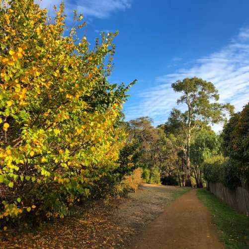 blue skies on a forest path in Hobart Tasmania