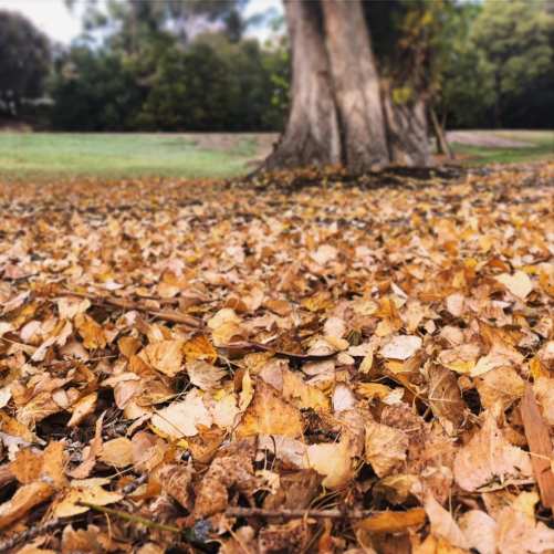 autumn leaves on the ground under a tree in Hobart Tasmania