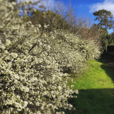 Spring blossom in Tasmania