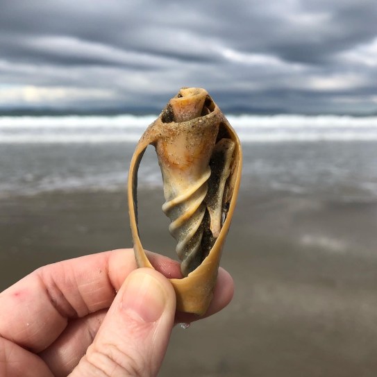 A hand holding a shell up with the sea as a background at Seven Mile Beach in tasmania