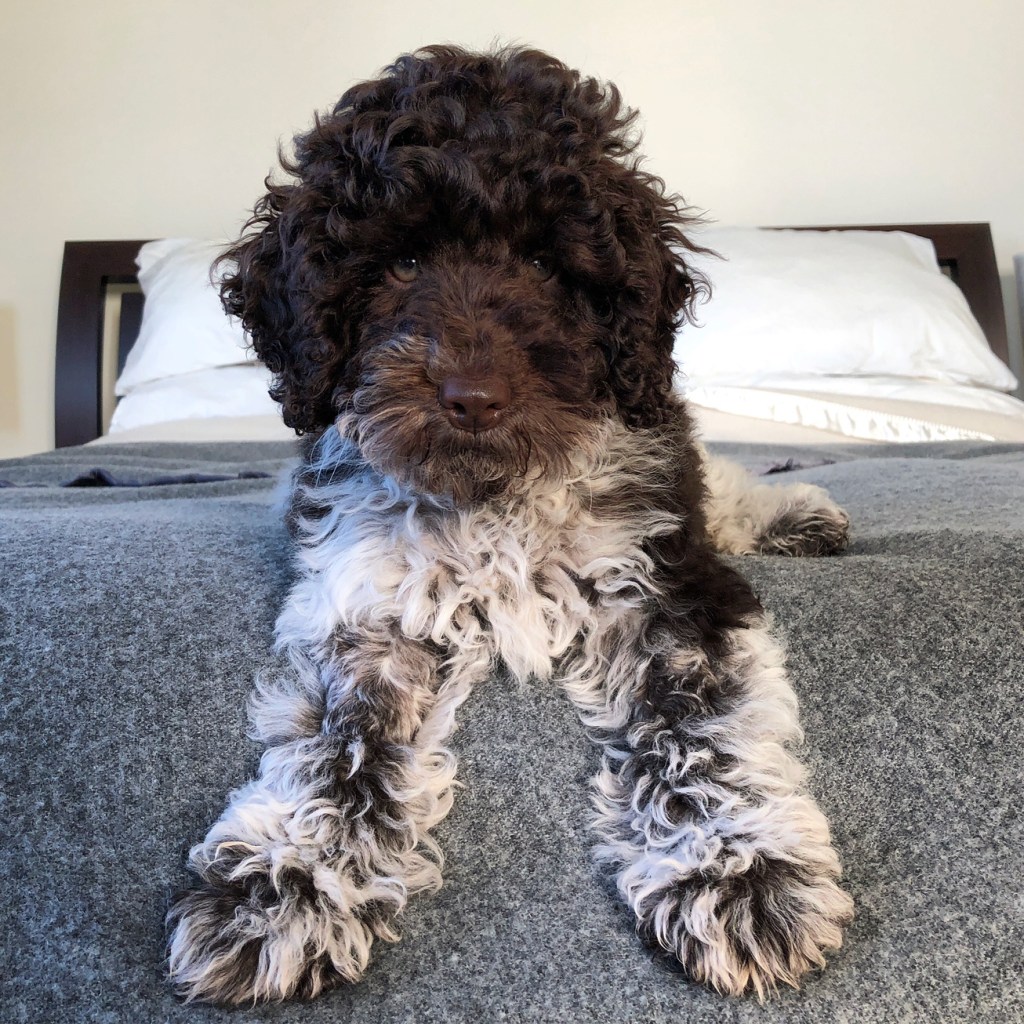 A spoodle puppy sitting on a bed