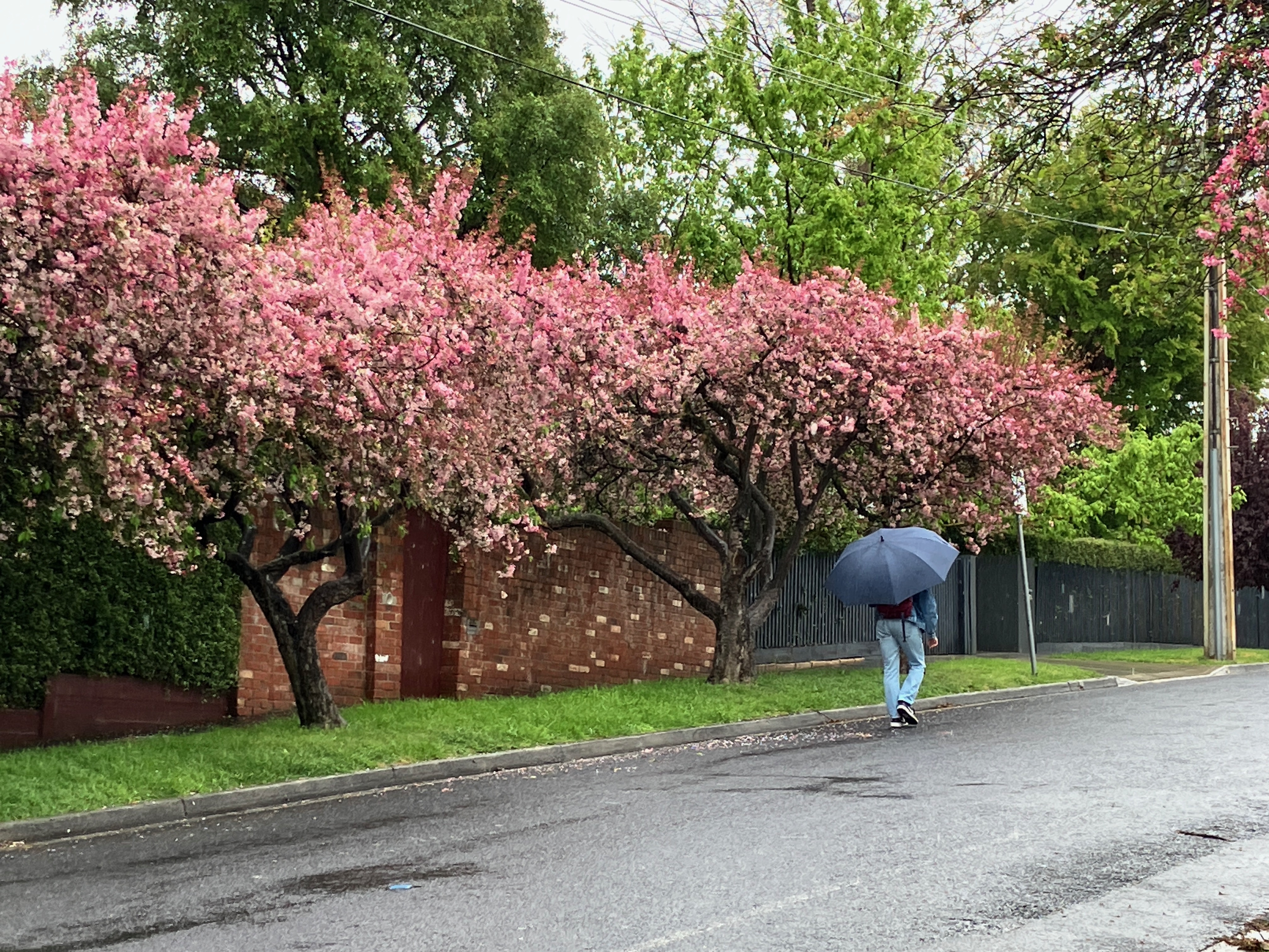 Hobart in spring. A person with an umbrella walks under pink blossom covered trees
