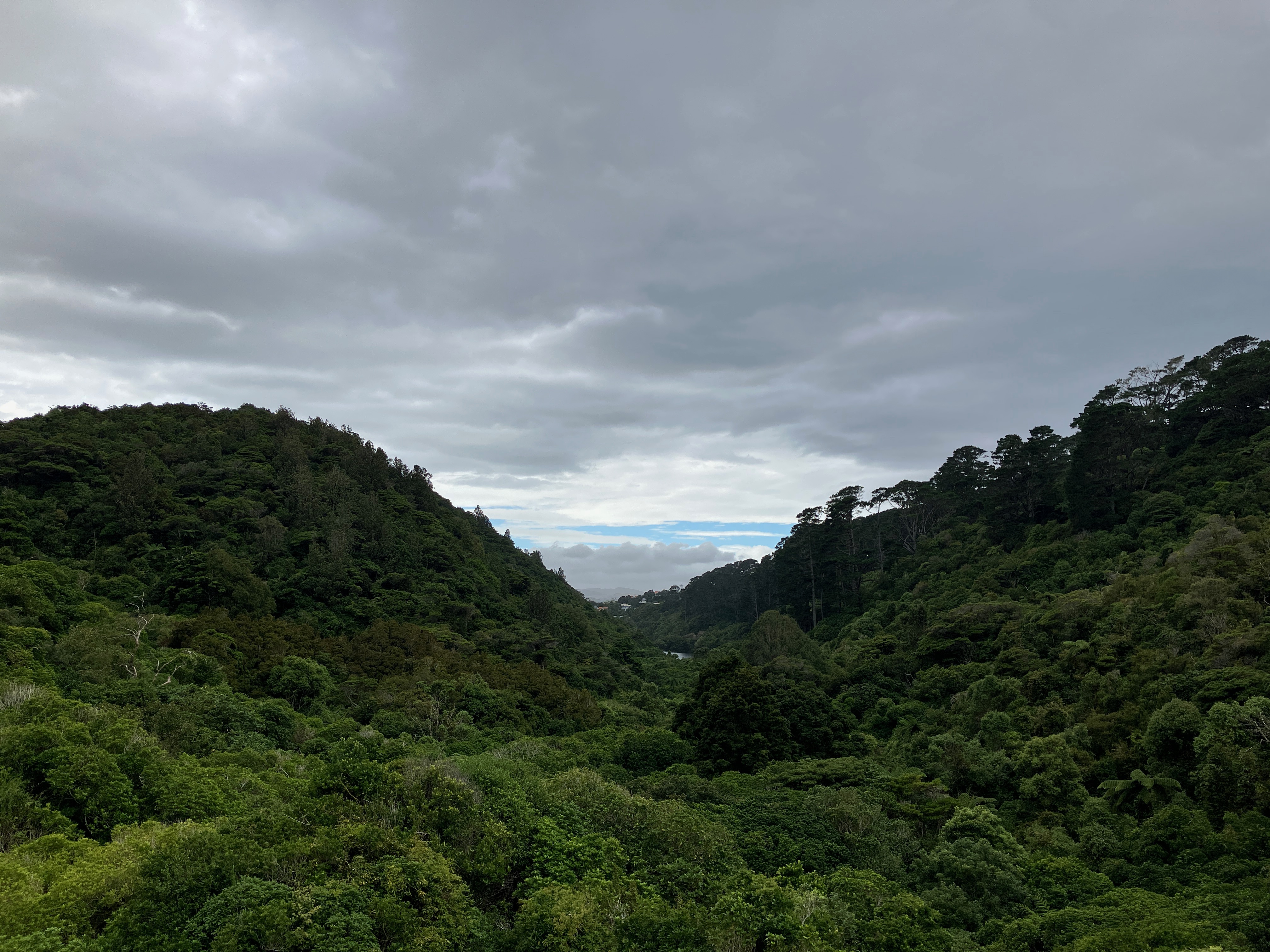 View at Zealandia sanctuary Wellington New Zealand