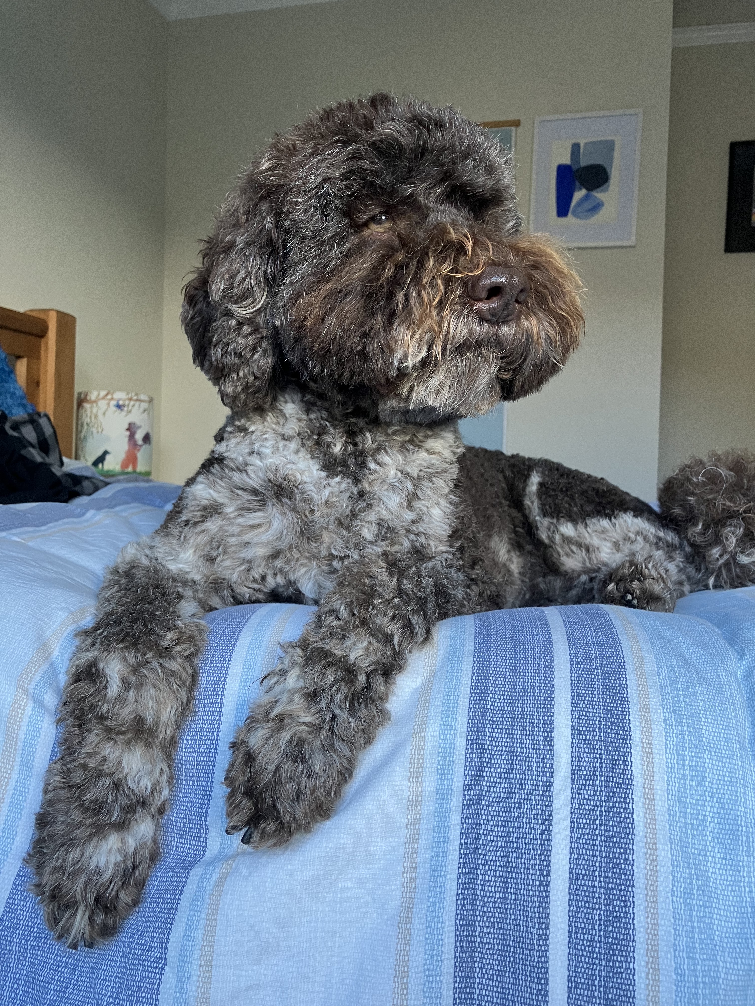 A brown and white spoodle lying on a bed with a blue duvet cover
