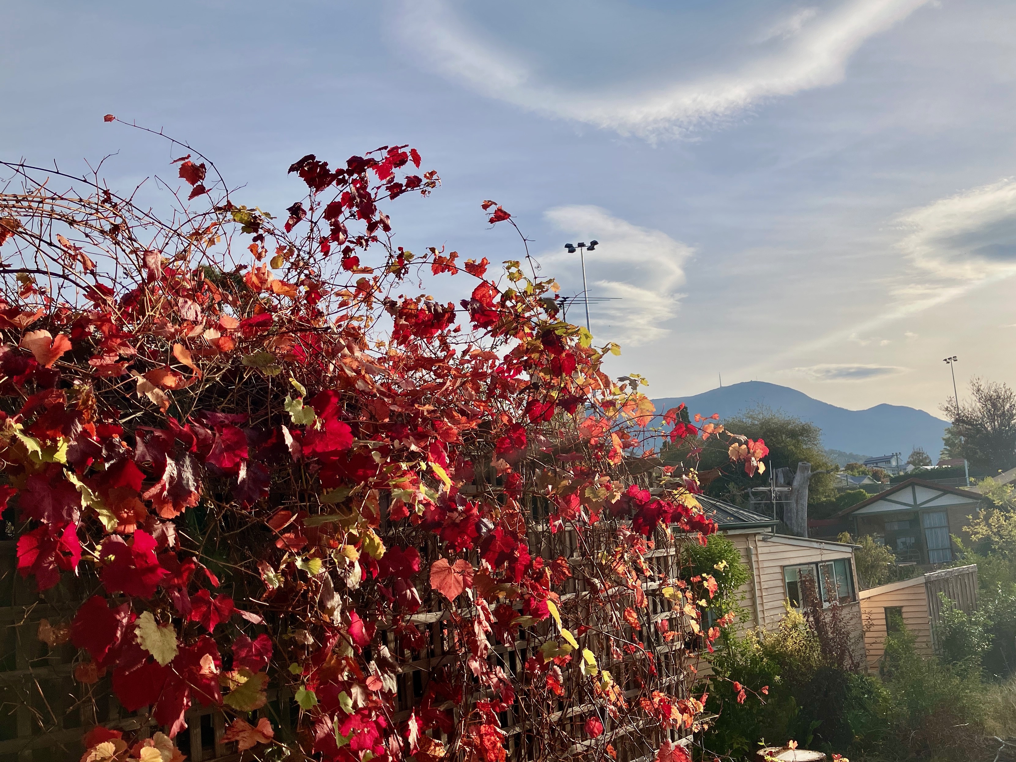 view of kunanyi in autumn