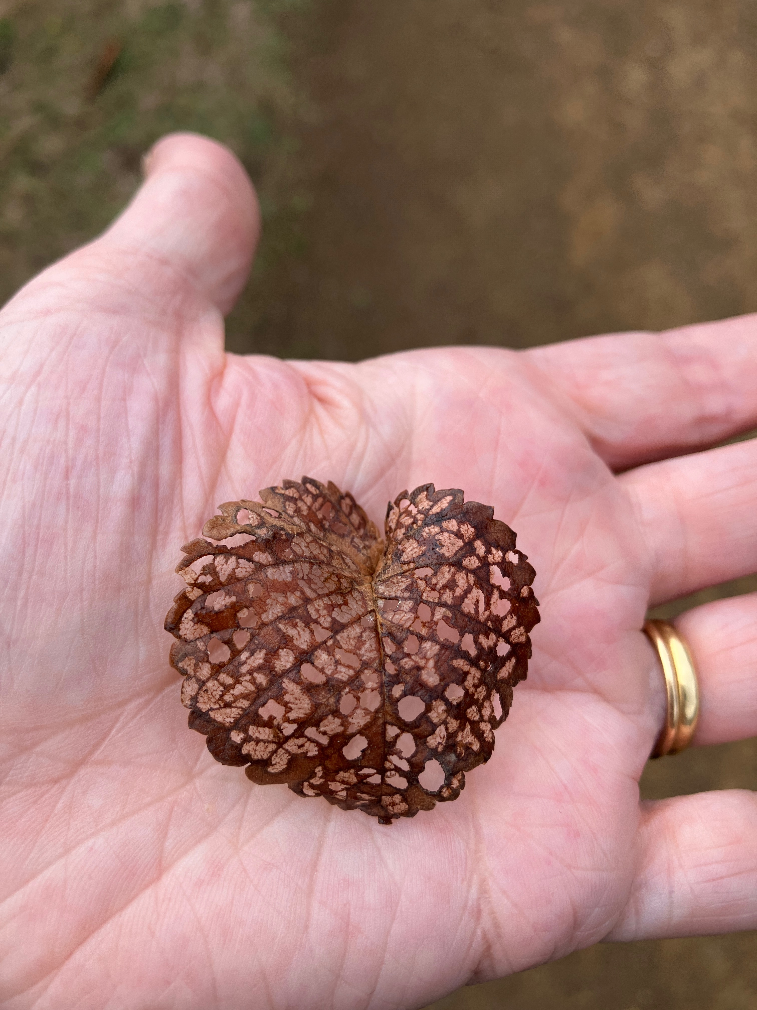 autumn leaf