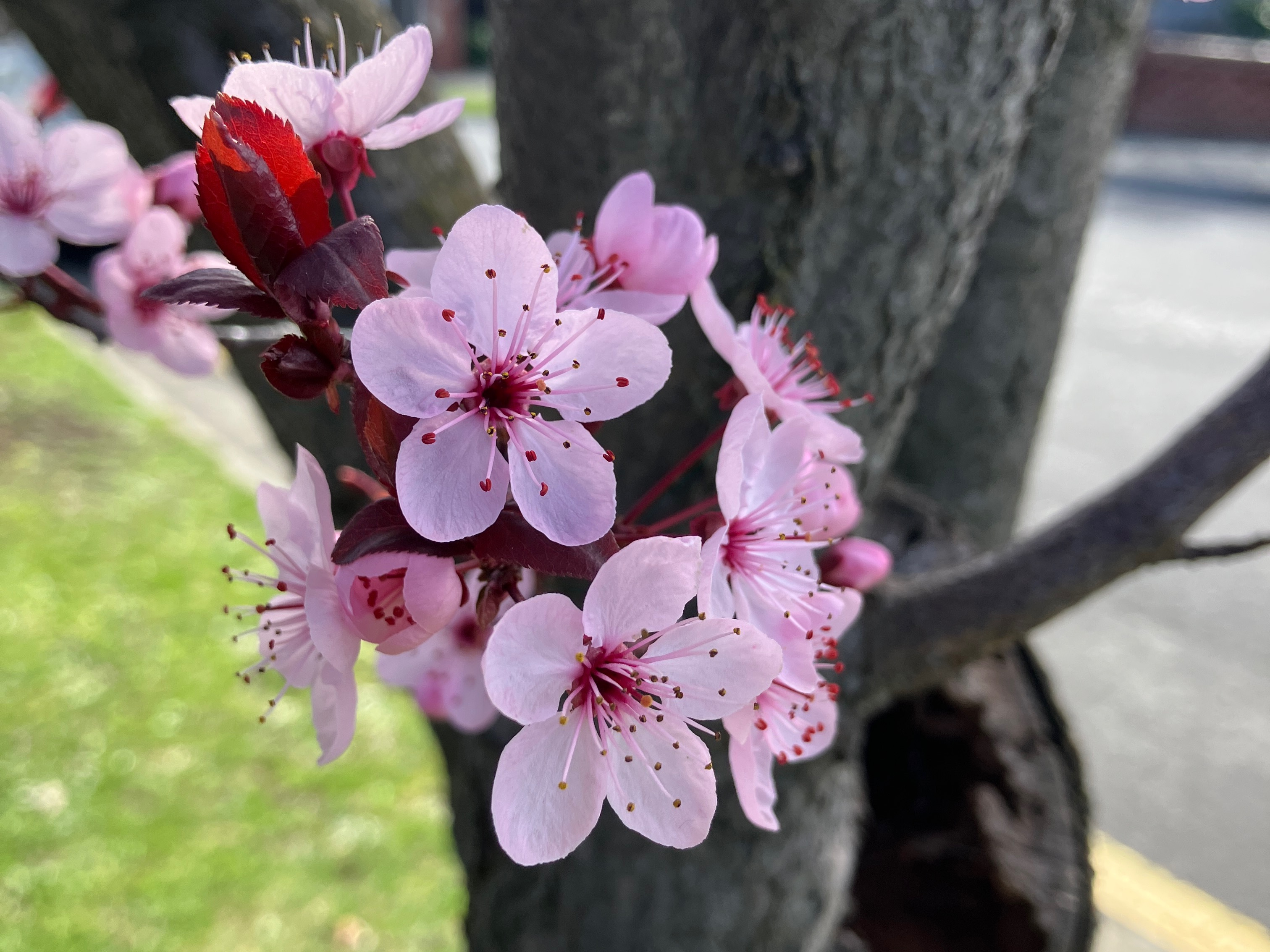 Pink blossom
